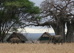 Elefanten am Zelt