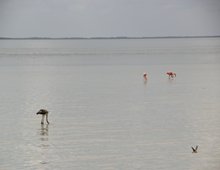 Flamingos_rs