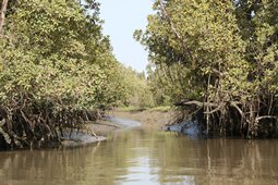 Flusslauf Gambia River Balong