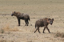 Hyenen