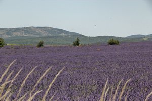ProvenceIMG_3259_rs