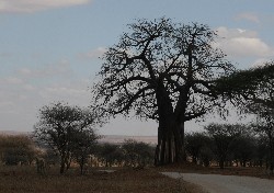 baobab bäume