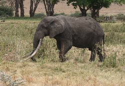 elefant stosszähne