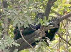 schimpansen Kuntaur02