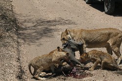 schlachtfest der Löwen