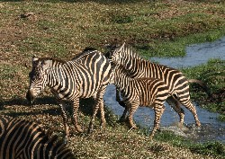 zebras02